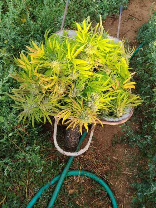 OUTDOOR BEAST. Week 27
