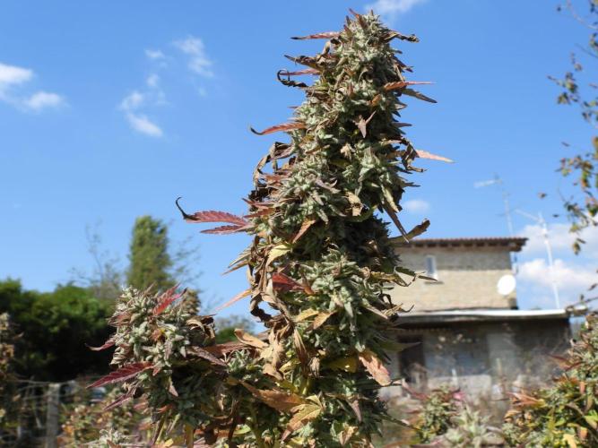 OUTDOOR BEAST. Week 27