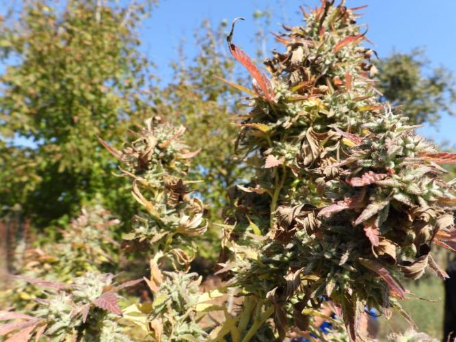 OUTDOOR BEAST. Week 27