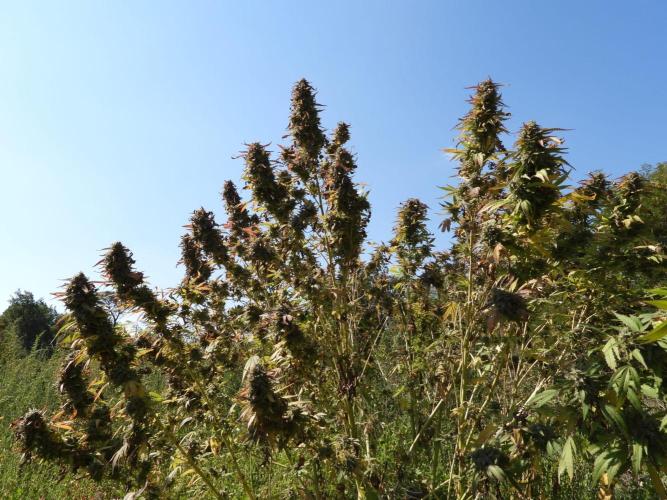 OUTDOOR BEAST. Week 27