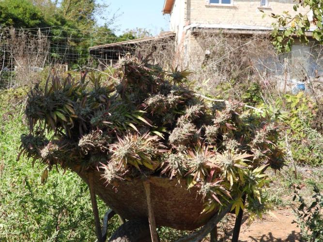 OUTDOOR BEAST. Week 27