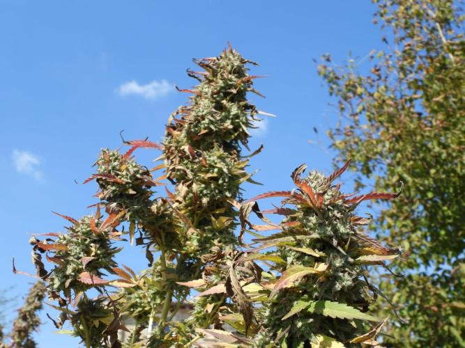 OUTDOOR BEAST. Week 27