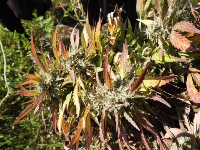 OUTDOOR BEAST. Week 27