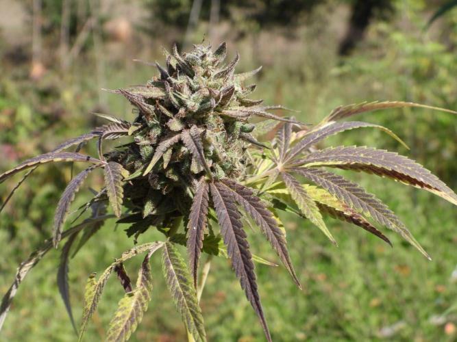 OUTDOOR BEAST. Week 27