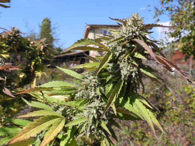 OUTDOOR BEAST. Week 27