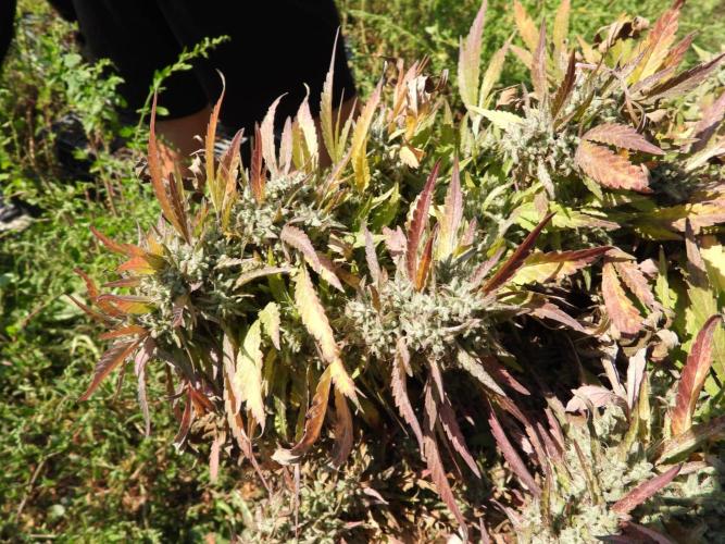 OUTDOOR BEAST. Week 27