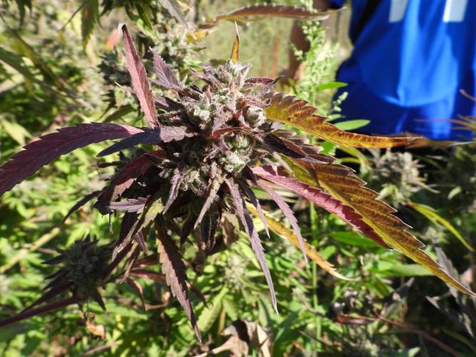 OUTDOOR BEAST. Week 27