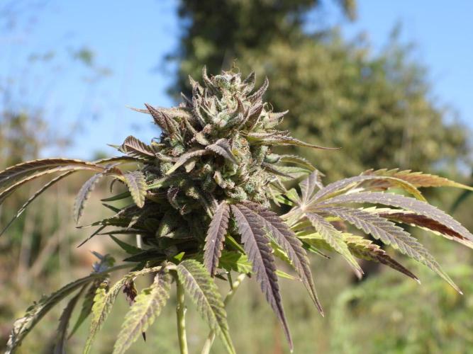 OUTDOOR BEAST. Week 27