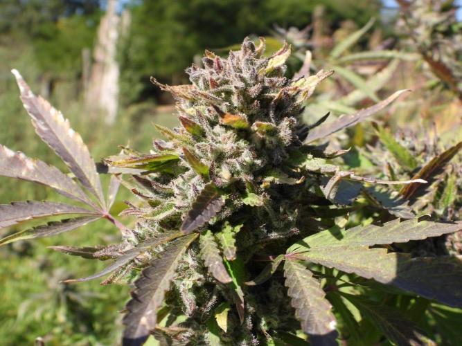 OUTDOOR BEAST. Week 27