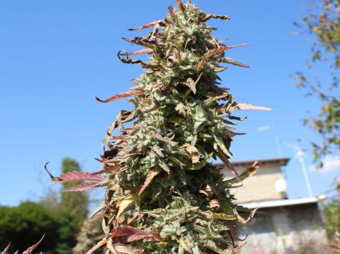 OUTDOOR BEAST. Week 27