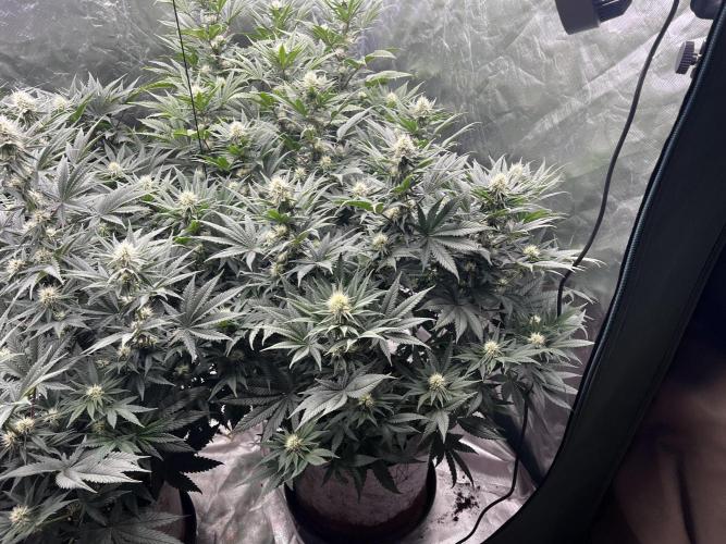 Bonpari 99. Week 4