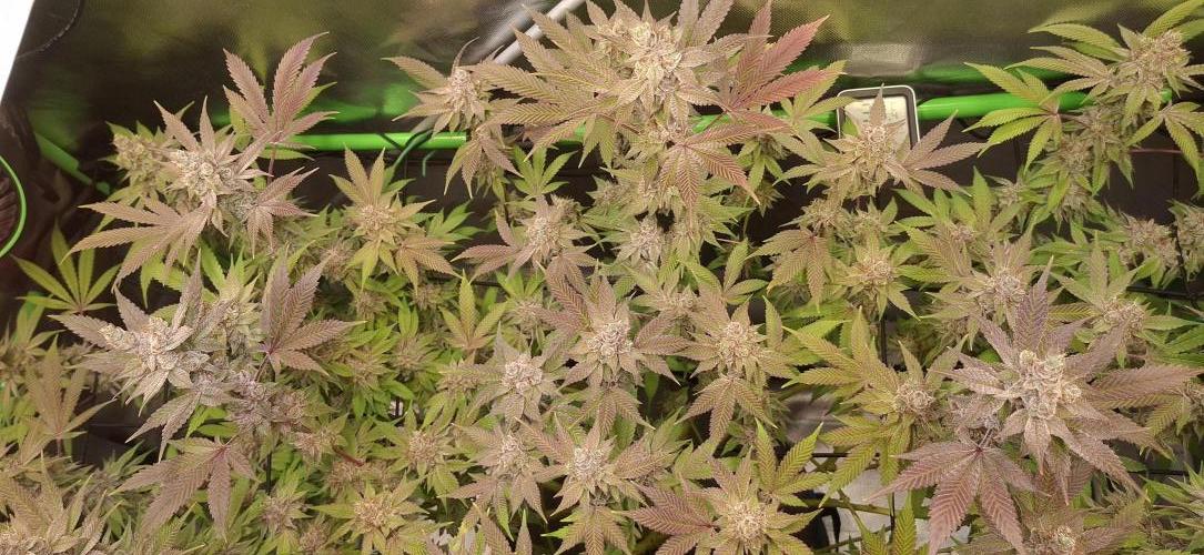 Tropicana Cherry. Week 18
