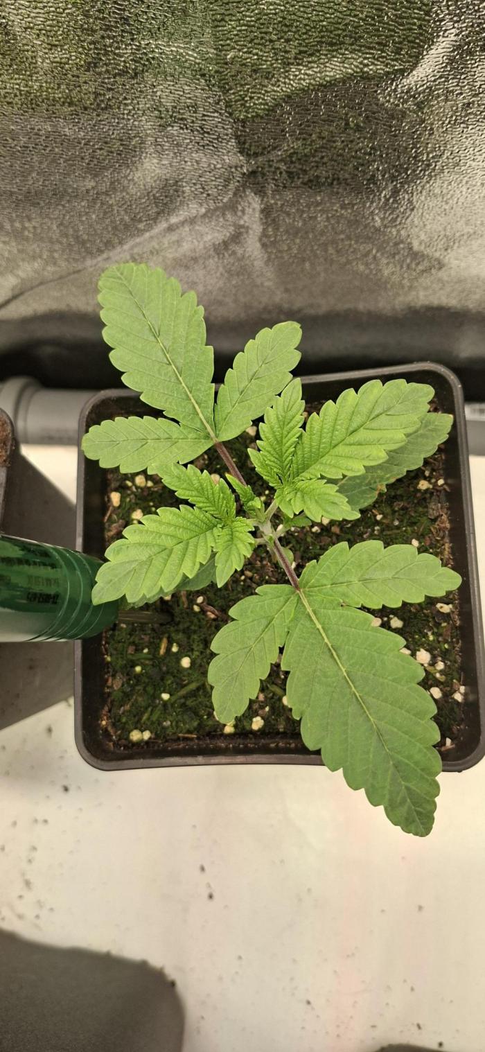 Bad Apple. Week 2