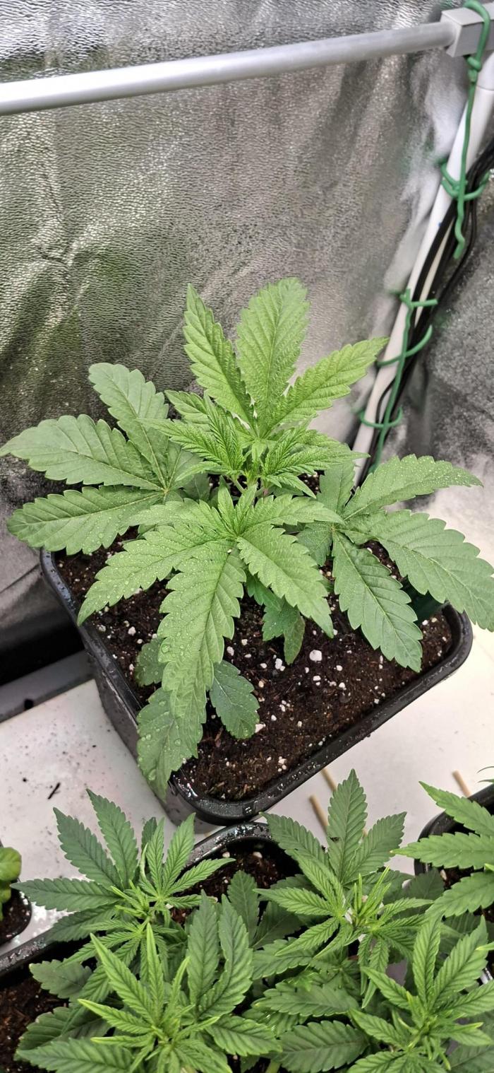 Bad Apple. Week 3