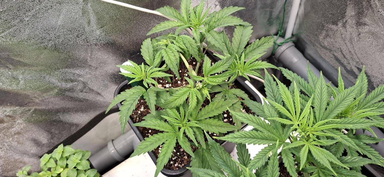 Bad Apple. Week 4