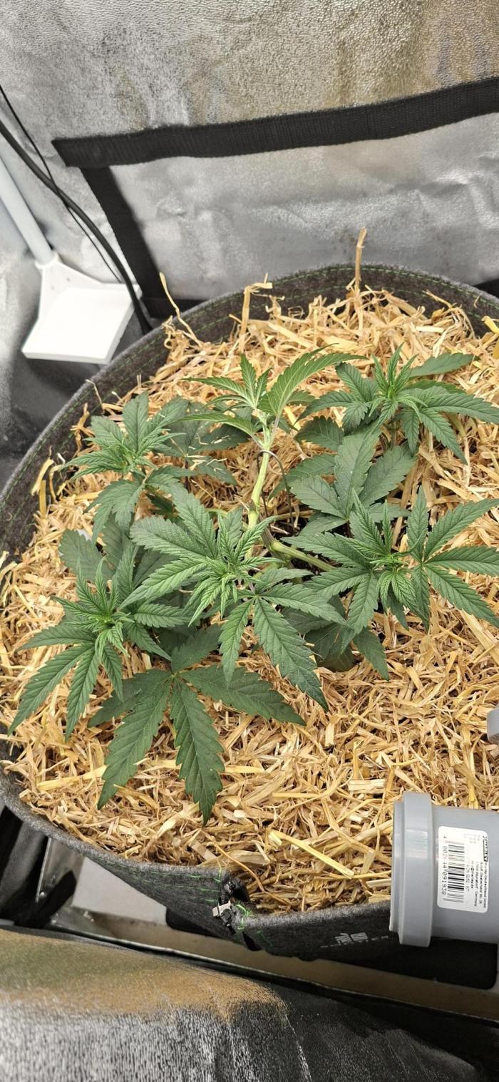 Bad Apple. Week 5