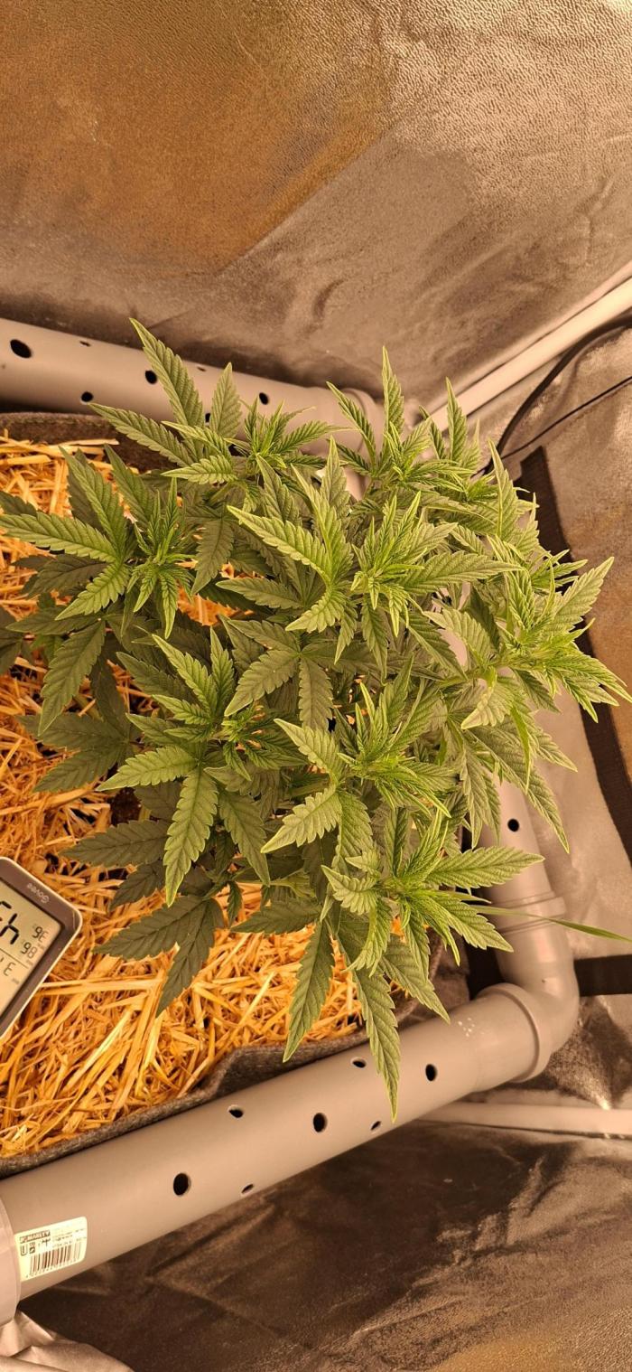 Bad Apple. Week 7