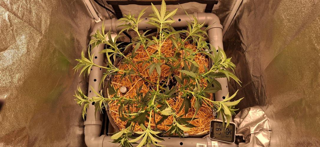 Bad Apple. Week 8