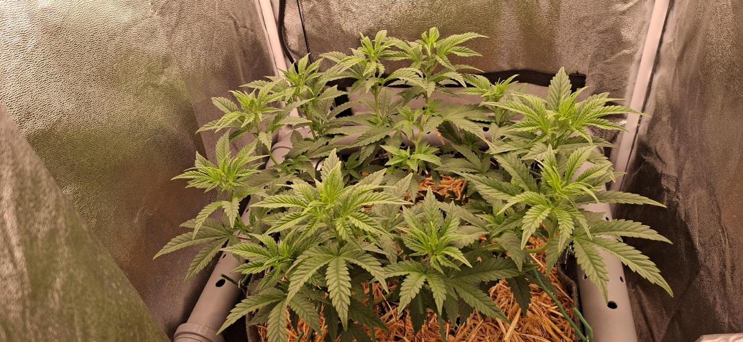 Bad Apple. Week 8