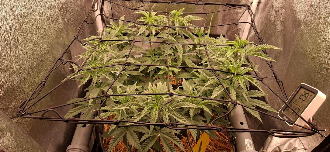 Bad Apple. Week 8