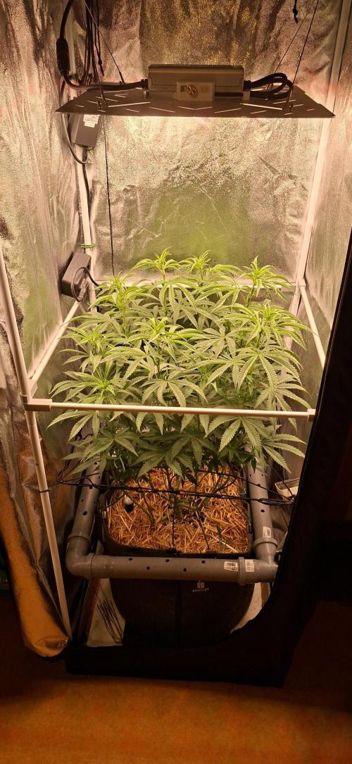 Bad Apple. Week 10