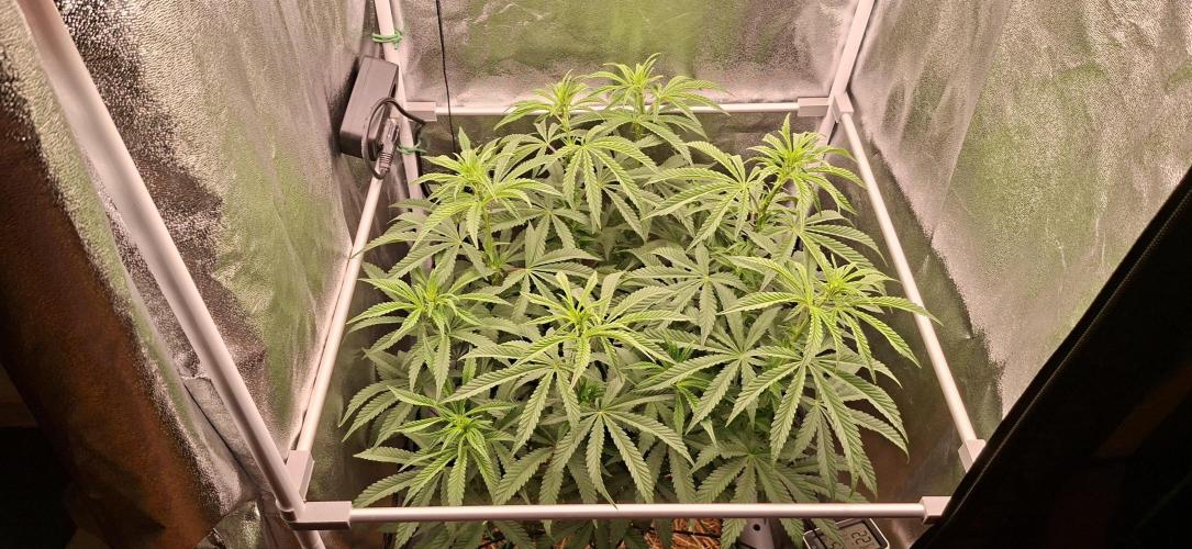Bad Apple. Week 10