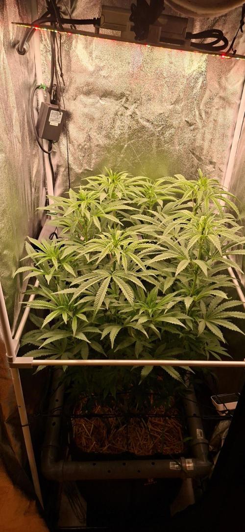 Bad Apple. Week 11