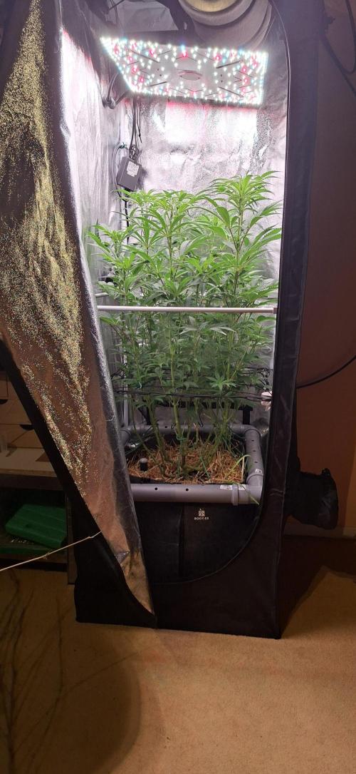 Bad Apple. Week 11