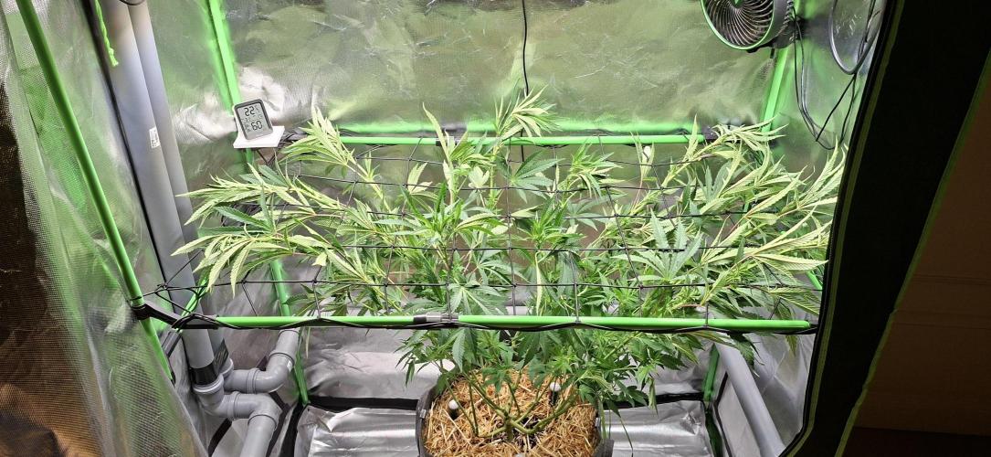 Bad Apple. Week 11