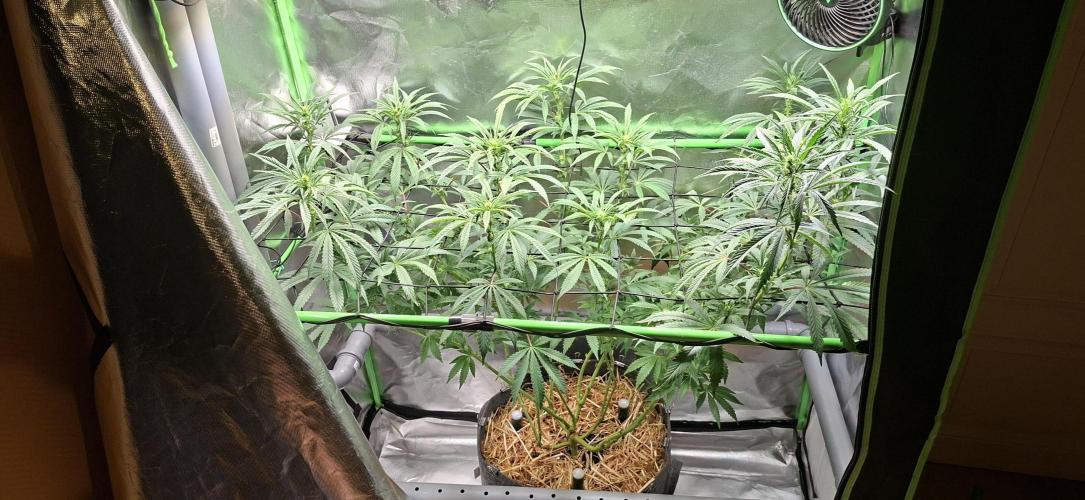 Bad Apple. Week 12