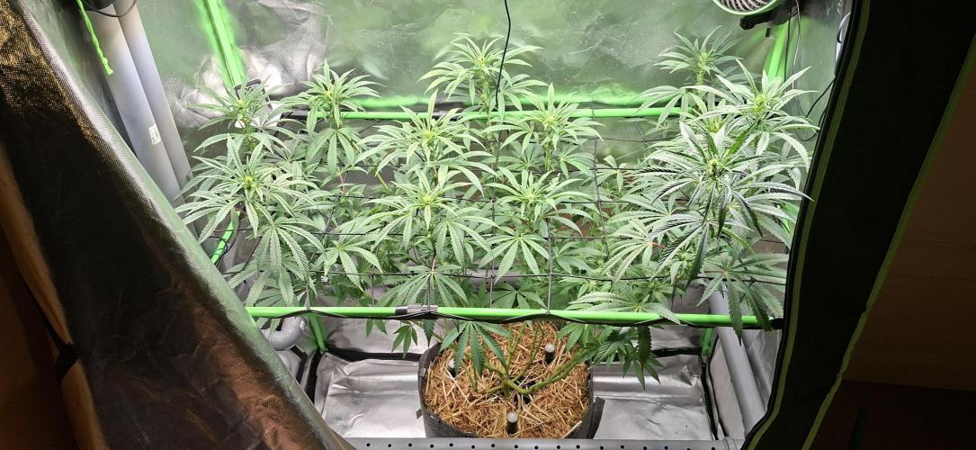 Bad Apple. Week 12