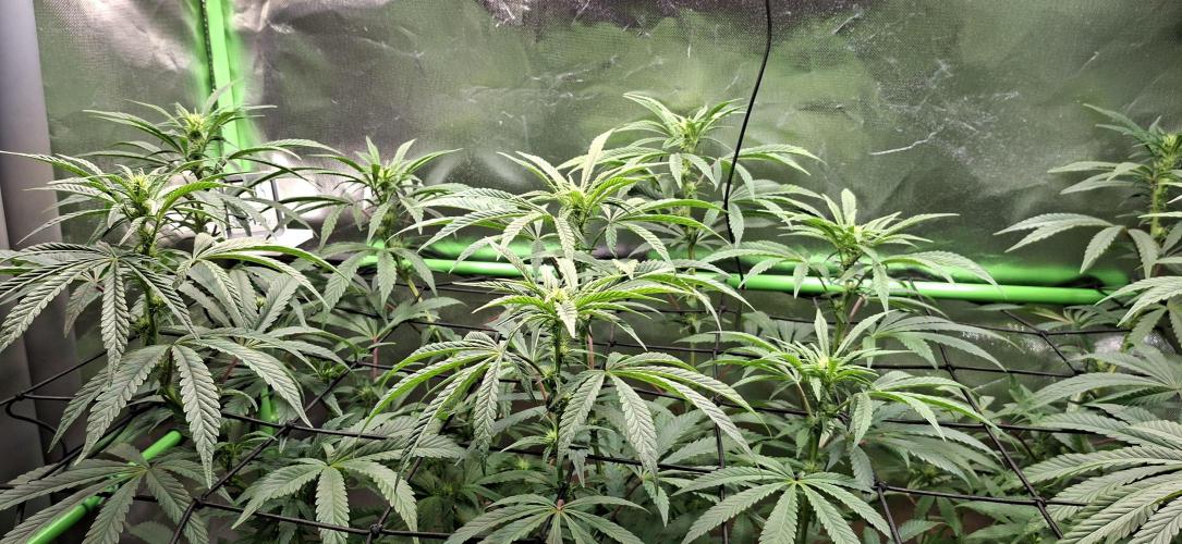 Bad Apple. Week 12