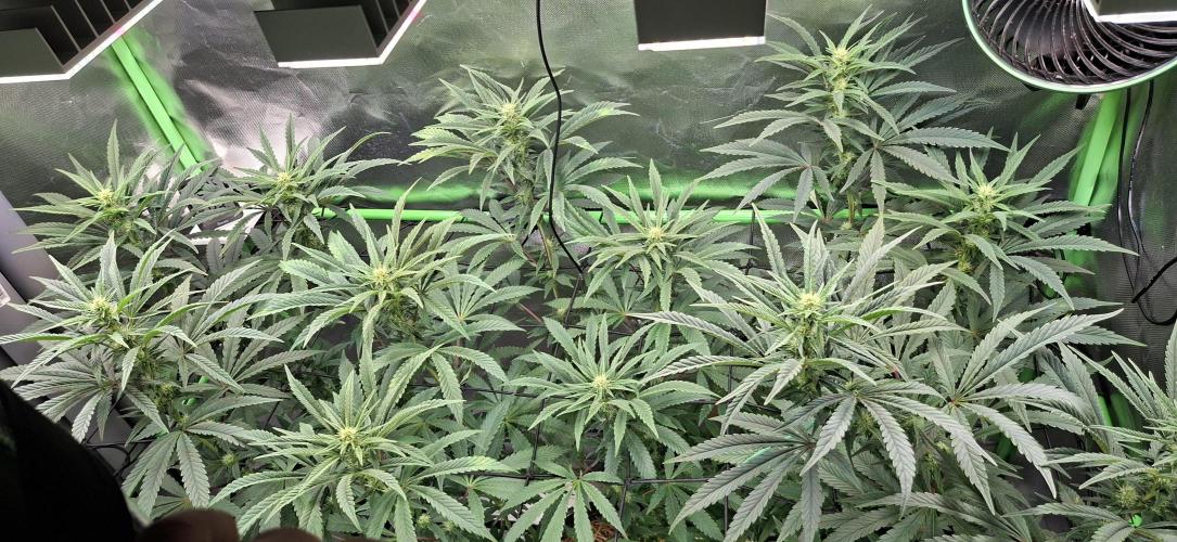 Bad Apple. Week 13
