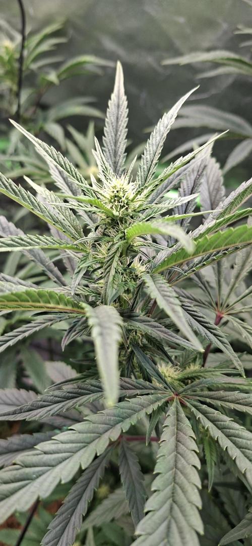 Bad Apple. Week 13