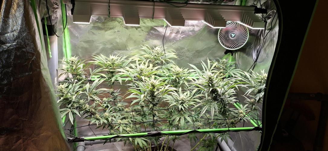 Bad Apple. Week 15