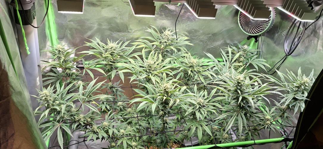 Bad Apple. Week 15