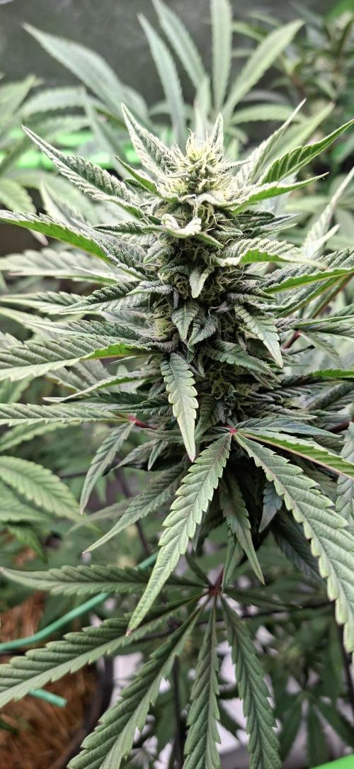 Bad Apple. Week 15