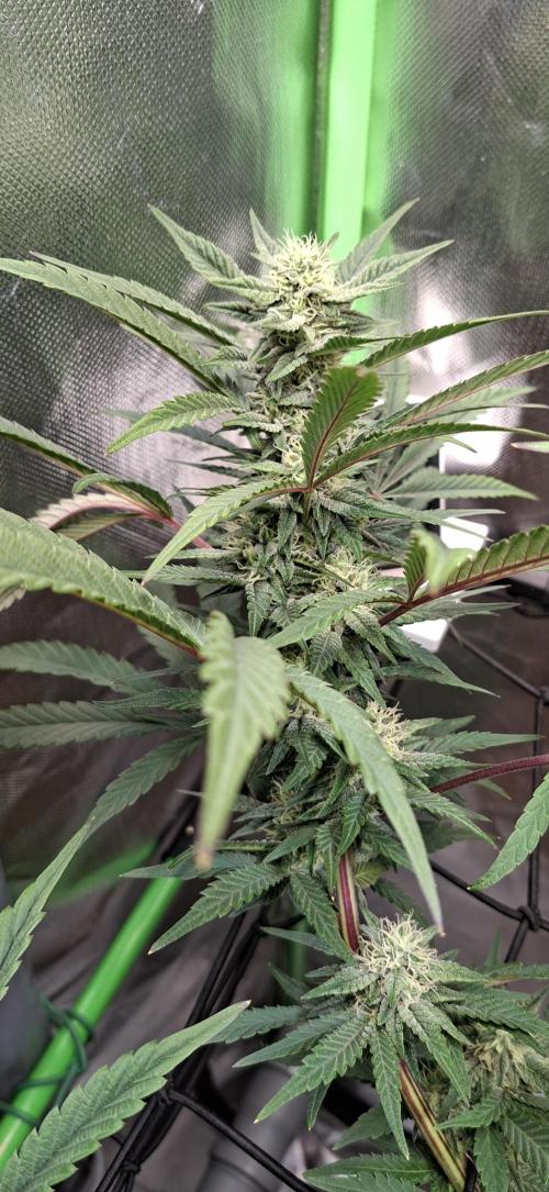 Bad Apple. Week 15