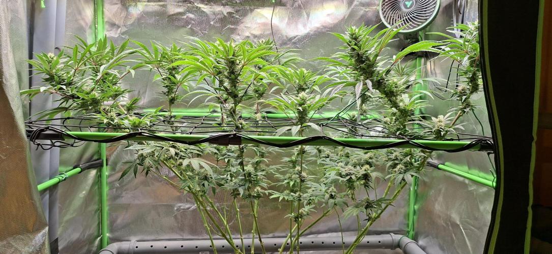 Bad Apple. Week 15