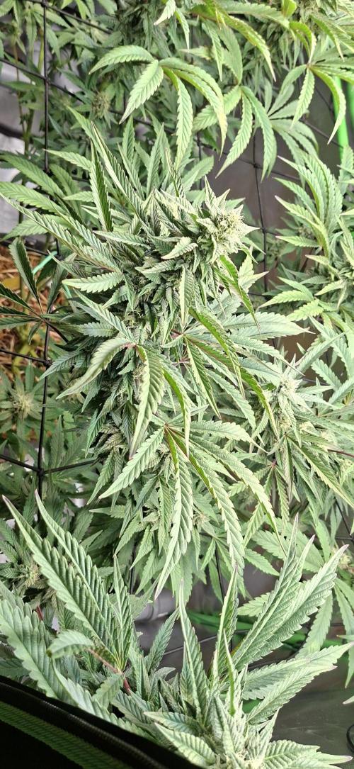 Bad Apple. Week 16
