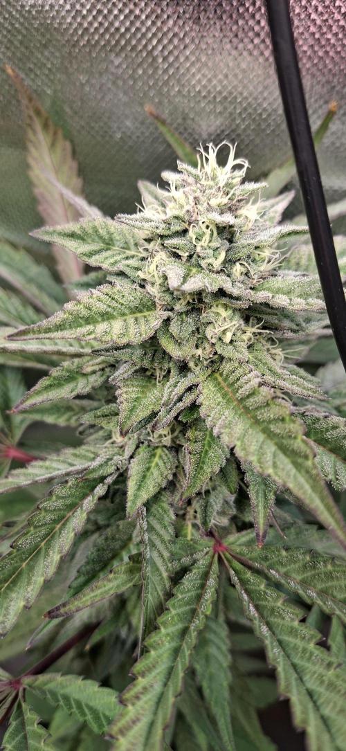 Bad Apple. Week 17