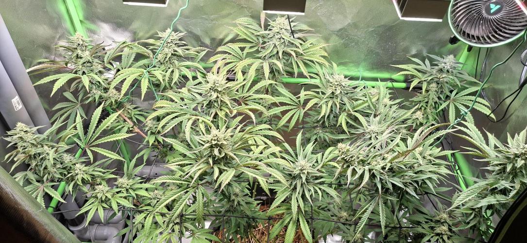Bad Apple. Week 17