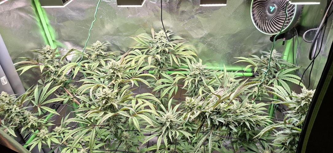 Bad Apple. Week 16
