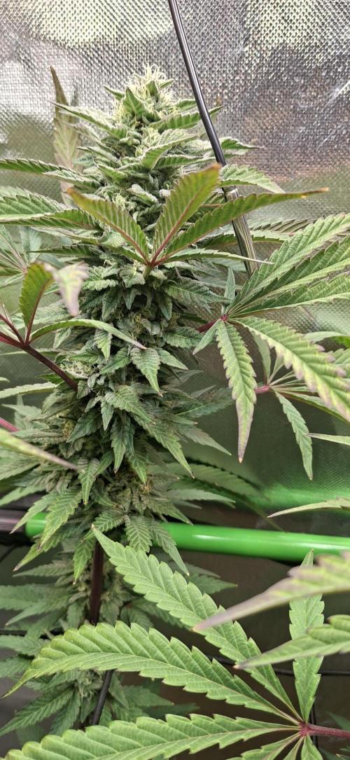 Bad Apple. Week 16