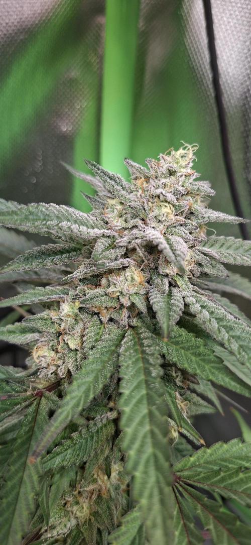 Bad Apple. Week 18