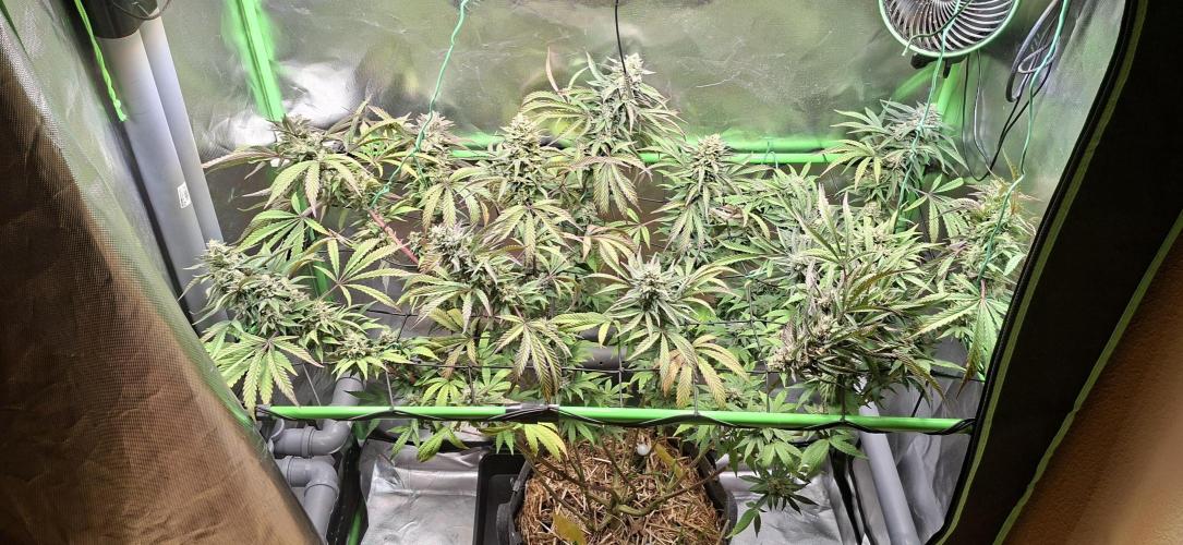 Bad Apple. Week 18