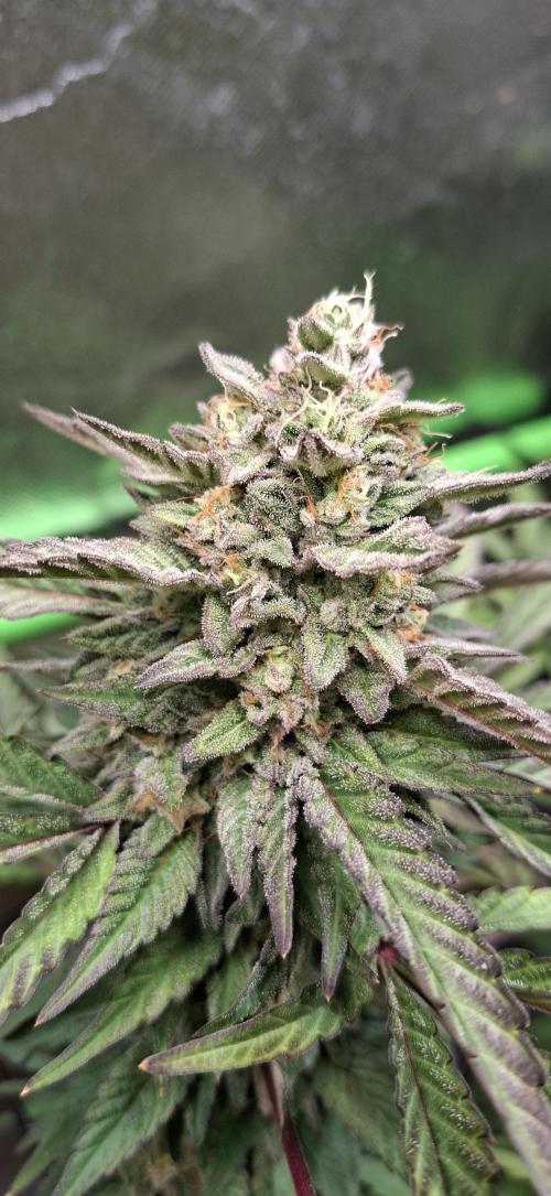 Bad Apple. Week 18