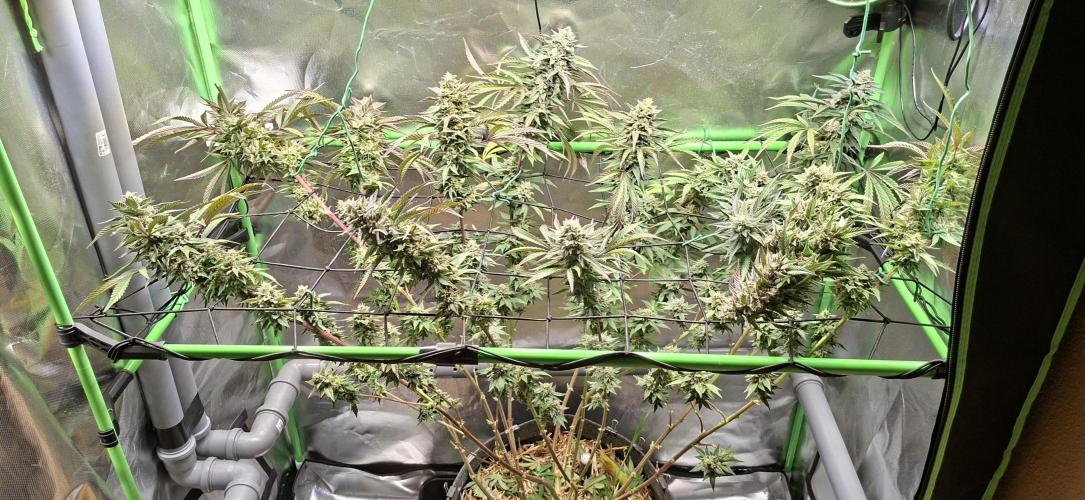 Bad Apple. Week 19
