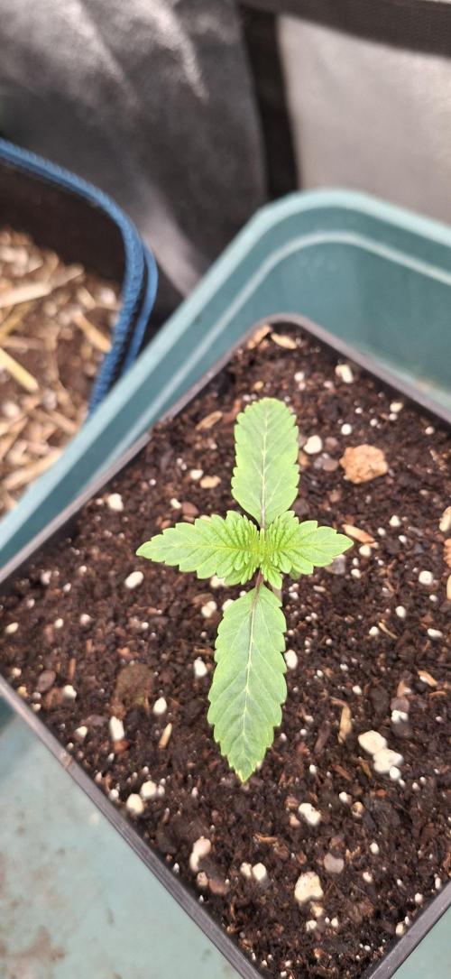 Tropicana Cherry. Week 1
