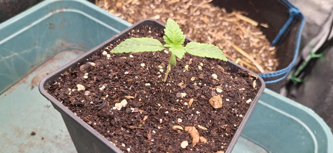 Tropicana Cherry. Week 1